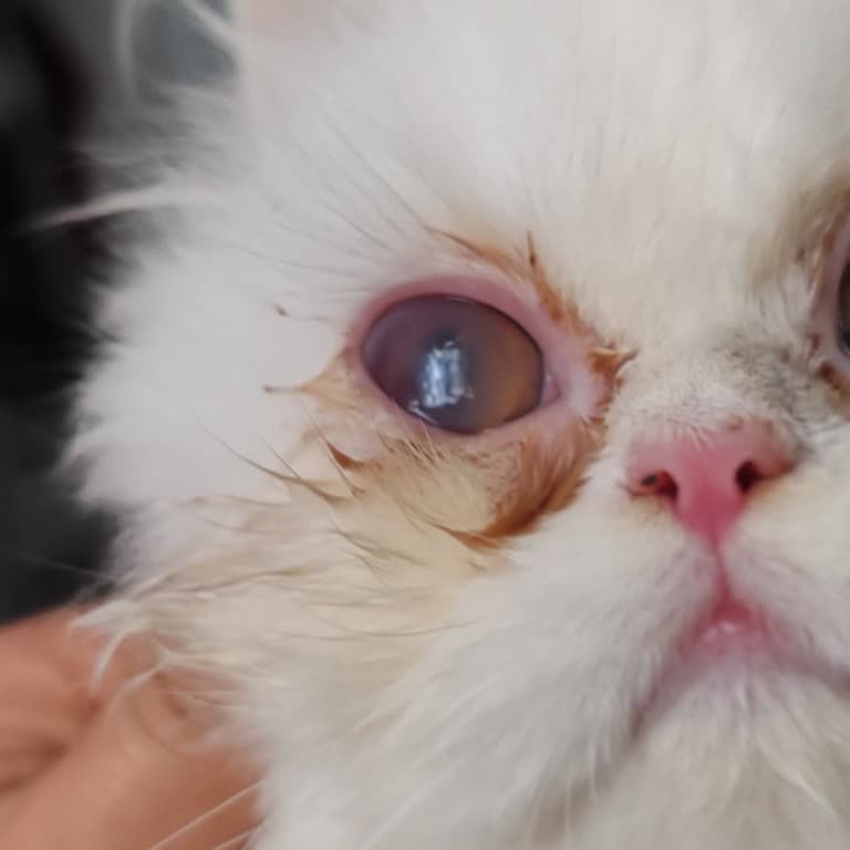 Lenus Veteriner Kliniği Paramız ve Zamanımız Boşa Gitti