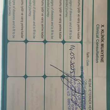 THY Personelinin Keyfi Tutumu ve Çağrı Merkezi Hatasıyla Evcil Hayvanla Seyahat Mağduriyeti