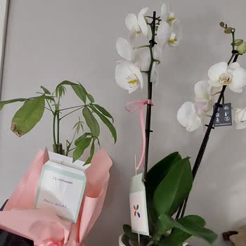 Yanlış Çiçek Ve Renk Gönderimi, Erken Teslimat Ve İlgisiz Müşteri Hizmeti