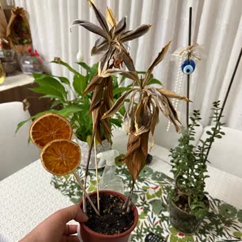 Sipariş Edilen Saksı Çiçeği Kısa Sürede Soldu, Firma Dönüş Yapmadı