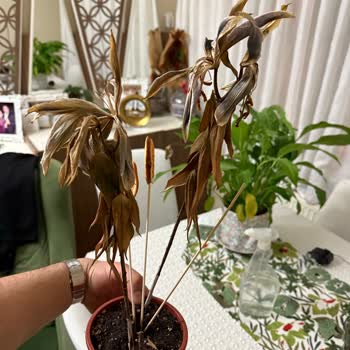 Sipariş Edilen Saksı Çiçeği Kısa Sürede Soldu, Firma Dönüş Yapmadı