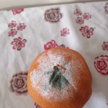 Buzdolabında Sürekli Arıza Ve Koku Sorunu, Değişim Talebine Olumsuz Yanıt