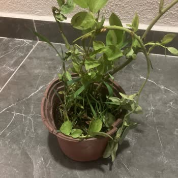 Alz Garden Sipariş Sonrası Yaşanan Hayal Kırıklığı ve İletişim Eksikliği