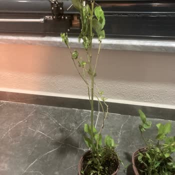 Alz Garden Sipariş Sonrası Yaşanan Hayal Kırıklığı ve İletişim Eksikliği