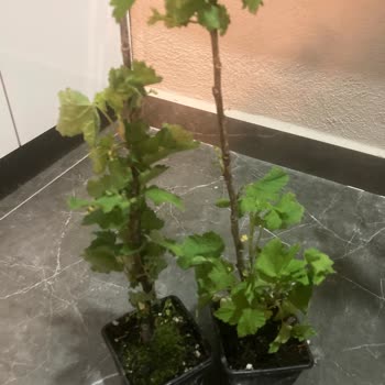 Alz Garden Sipariş Sonrası Yaşanan Hayal Kırıklığı ve İletişim Eksikliği