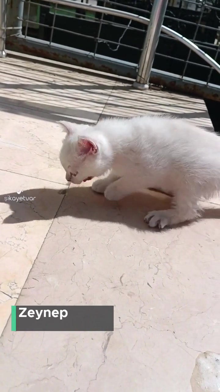 Çekmeköy Petopia Veteriner Kliniği İlgisizliği videonun kapak resmi