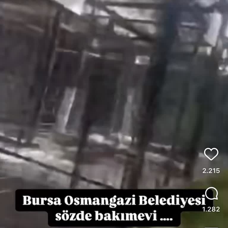 Osmangazi Barınağında Hayvanlara Yapılan Eylemlerden Şikayetçiyim