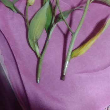 Siparişim Yanlış Ve Eksik Teslim Edildi, Ücret İadesi Talep Ediyorum