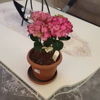 Sipariş Edilen Çiçekle Gelen Arasında Büyük Fark Hayal Kırıklığı Yaşadım