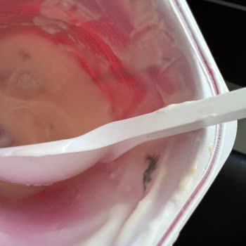 Kapalı Probiyotik Yoğurttan Kuş Tüyü Çıkması Ve Hijyen Endişesi