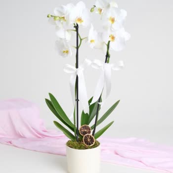 Anneler Günü İçin Siparişimde Orkide Hava Kökleri Kesilmiş Geldi