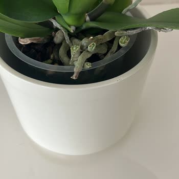 Anneler Günü İçin Siparişimde Orkide Hava Kökleri Kesilmiş Geldi