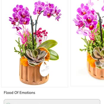 900 Liralık Orkide Yerine Değersiz Çiçek Gönderdiler