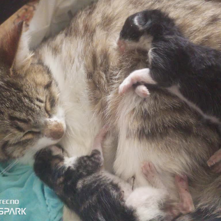 Veteriner Hizmetlerinde Gecikme Hayatlara Mal Oluyor