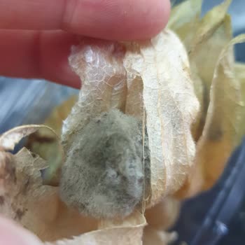 Migros Sanal Siparişimde Tarihi Geçmiş Bozuk Meyve Teslim Edildi