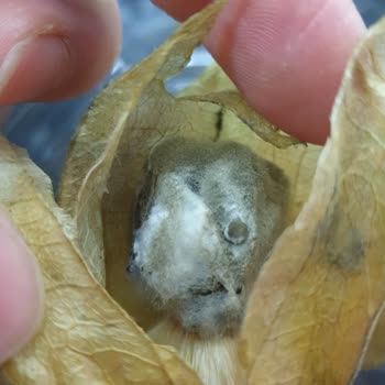 Migros Sanal Siparişimde Tarihi Geçmiş Bozuk Meyve Teslim Edildi