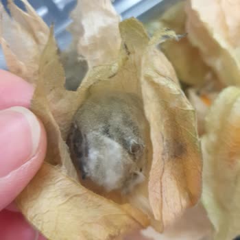 Migros Sanal Siparişimde Tarihi Geçmiş Bozuk Meyve Teslim Edildi