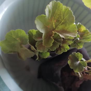 Aldığım Sardunyalar Beklentimi Karşılamadı İade De Yapılamıyor