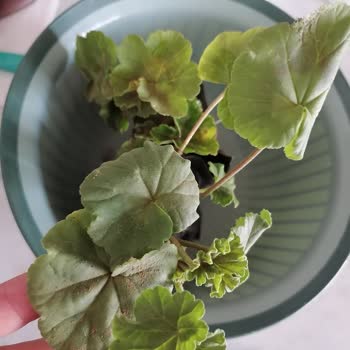 Aldığım Sardunyalar Beklentimi Karşılamadı İade De Yapılamıyor