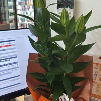 Onay Fotoğrafı Gönderilmeden Eksik Ve Açmamış Çiçek Teslimatı
