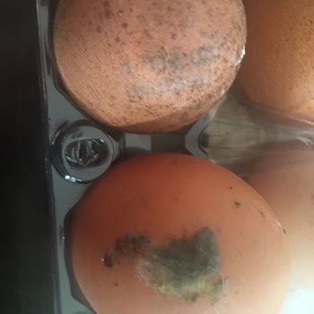 Küflü Ve Delik Yumurtalar İnsan Sağlığını Tehdit Ediyor