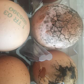 Küflü Ve Delik Yumurtalar İnsan Sağlığını Tehdit Ediyor