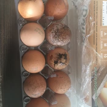 Küflü Ve Delik Yumurtalar İnsan Sağlığını Tehdit Ediyor