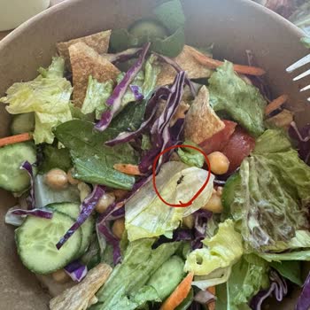 Salatamdan Canlı Karınca Çıktı, Tavuklar Kokuyordu: Büyük Hayal Kırıklığı