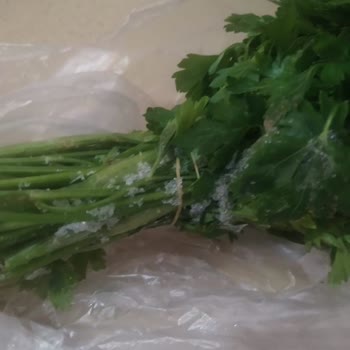 Bosch Buzdolabı Sebze Ve Meyveleri Donduruyor, Çözüm Bulunamıyor