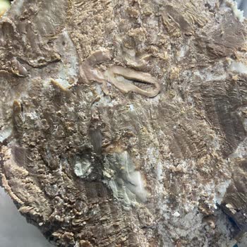 Aldığım Kavurmada Sakatat Çıktı, Faturasız Satış Yapıldı, Ücret İadesi İstiyorum