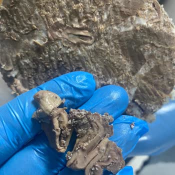 Aldığım Kavurmada Sakatat Çıktı, Faturasız Satış Yapıldı, Ücret İadesi İstiyorum