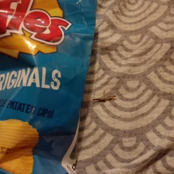 Ruffles Paketinden Çıkan Tehlikeli Dal Parçası Şaşırttı