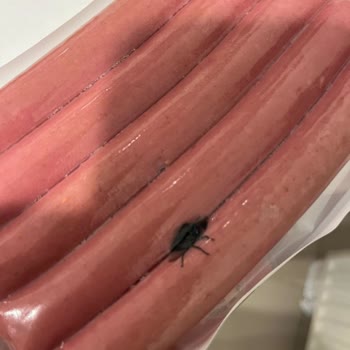 Namet Dana Sosis Paketinde Sinek Şoku