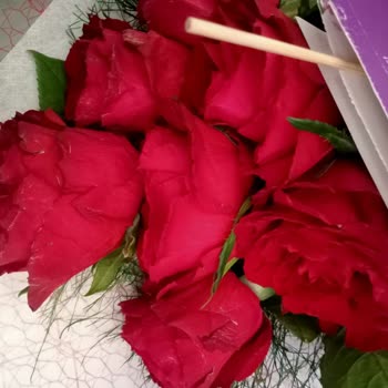 Ciceksepeti.net'ten Sipariş Ettiğim Güller Solmuş Geldi, Çözüm Sunulmadı