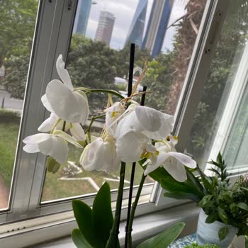 Sergi Açılışına Gönderilen Çiçekler Solmuş Ve Hasarlı Geldi