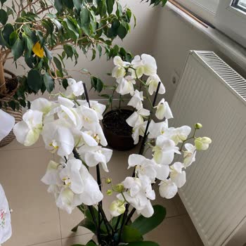 Sergi Açılışına Gönderilen Çiçekler Solmuş Ve Hasarlı Geldi