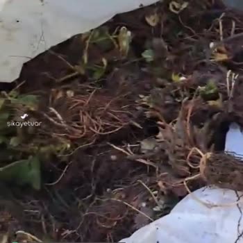 İntfa Tarım Çilek Fidesi Diye Gönderdikleri Çöp