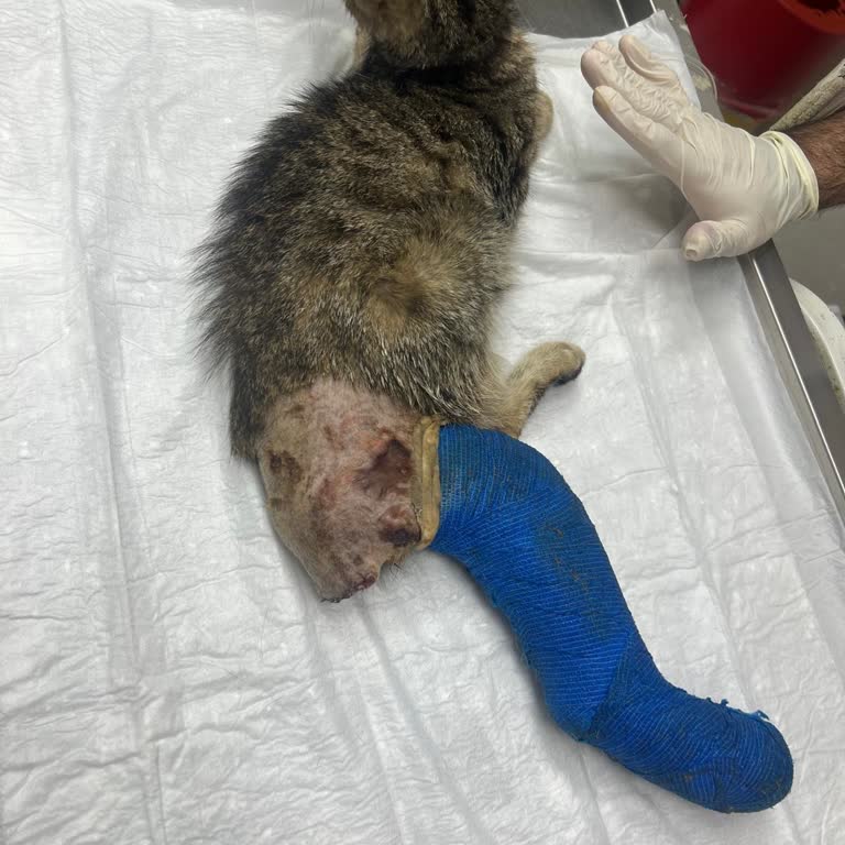 Barınakta Yapılan Ameliyat Sonrası Kedim Ölümle Pençeleşiyor