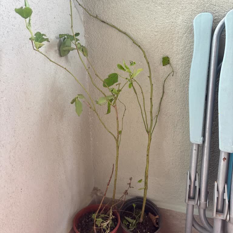 Aldığım Yaban Mersini Fidesi Kuru Ve Eksik Geldi, İletişim Kurulamıyor