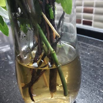 Anneler Günü Çiçeği Beklentimi Karşılamadı, Müşteri Hizmetleri Yetersiz