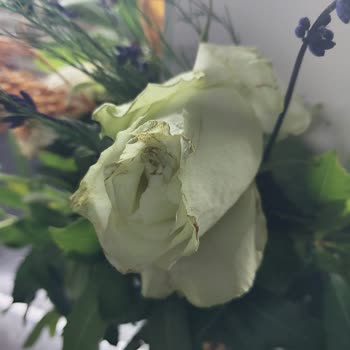 Anneler Günü Çiçeği Beklentimi Karşılamadı, Müşteri Hizmetleri Yetersiz