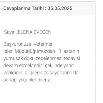 Tedavi İçin Verilen Sokak Kedim Belediyede Enfeksiyondan Öldü