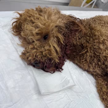 Köpeğimin İhmalle Ölümüne Sebep Oldular!