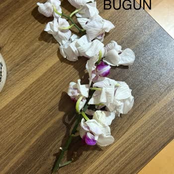 Aldığım Orkide Dalı Kökü Olmadan Toprağa Saplanmış!