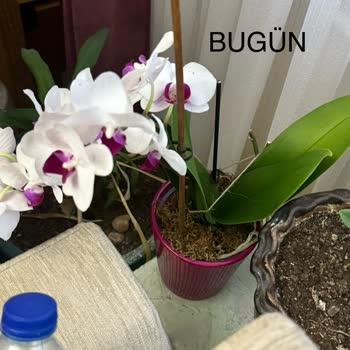 Aldığım Orkide Dalı Kökü Olmadan Toprağa Saplanmış!