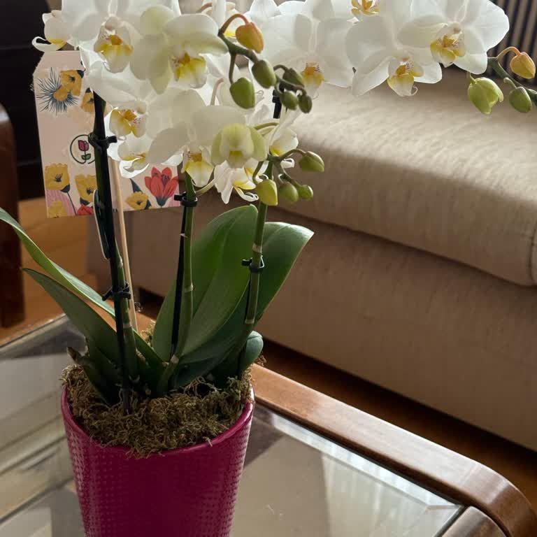 Aldığım Orkide Dalı Kökü Olmadan Toprağa Saplanmış!