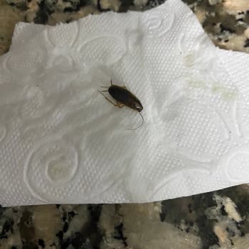 Berona Marka Makarnadan Böcek Çıkması Şaşkınlığı