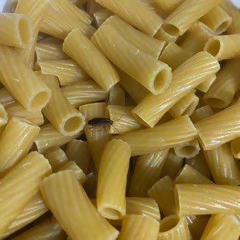 Berona Marka Makarnadan Böcek Çıkması Şaşkınlığı