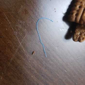 Ülker İkram Bisküviden Mavi Cisim Çıkması Ve Boğulma Tehlikesi