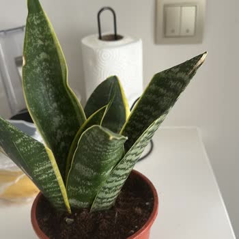 Siparişimdeki Bitkiler Hasarlı Ve Yanlış Gönderildi, Müşteri Memnuniyeti Sağlanmadı